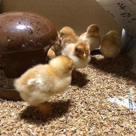 Osaka Nose Farmer'S Guest House　Yasuda Farm 외부 사진