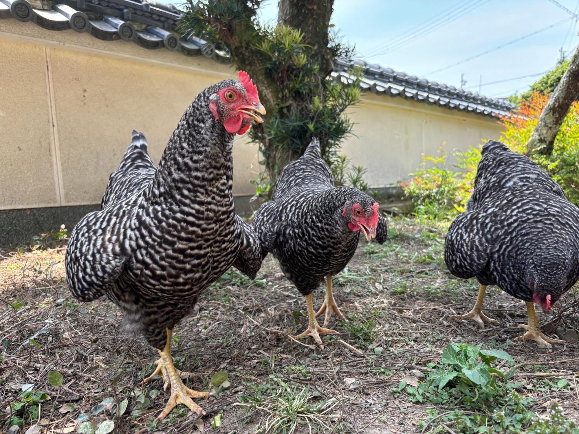 Osaka Nose Farmer'S Guest House　Yasuda Farm 외부 사진